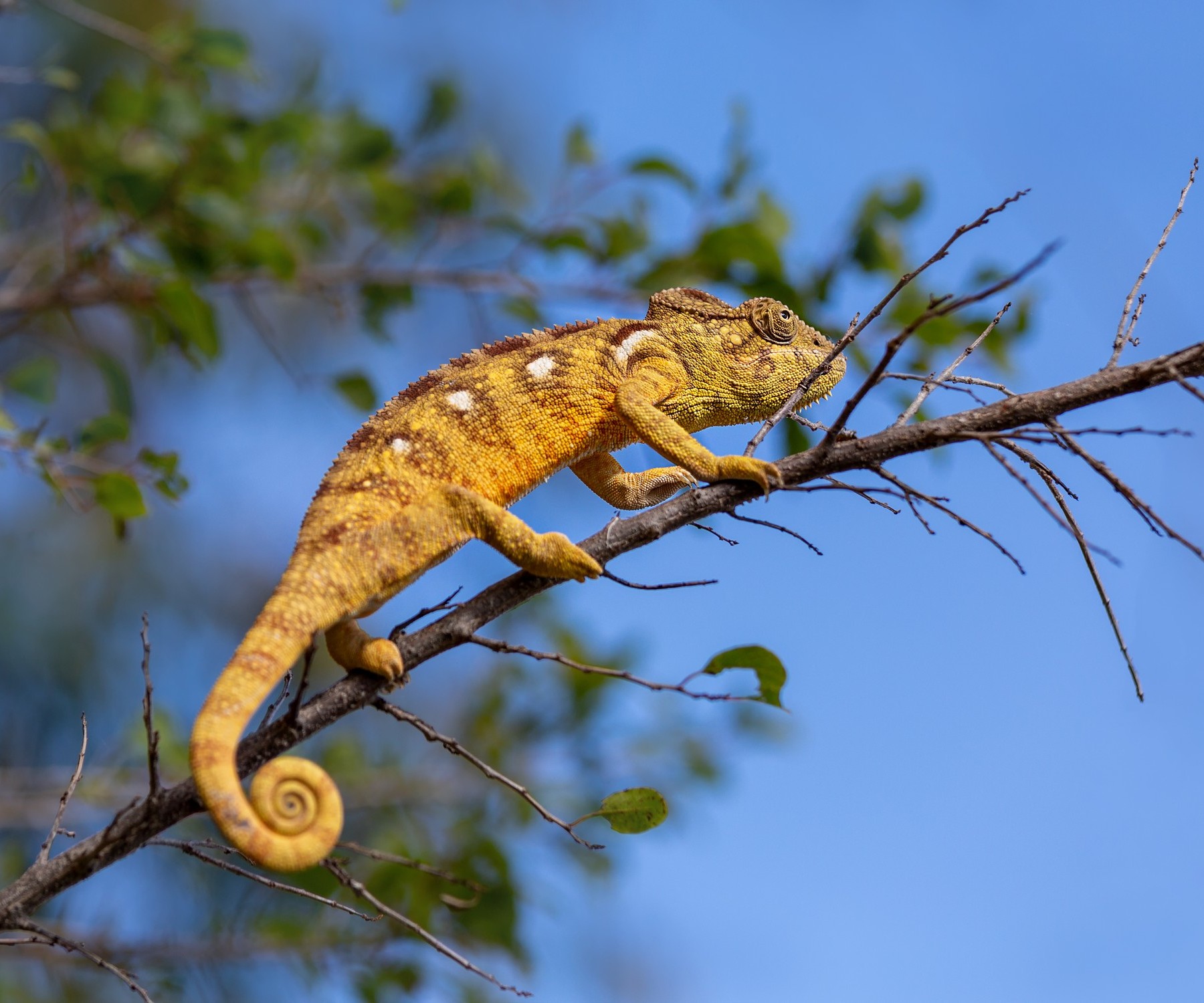 Мадагаскар: хамелеон